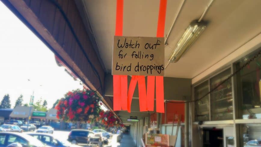 Courteous birds