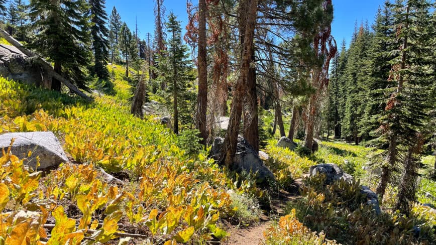 Billy’s Peak to Bear Lake
