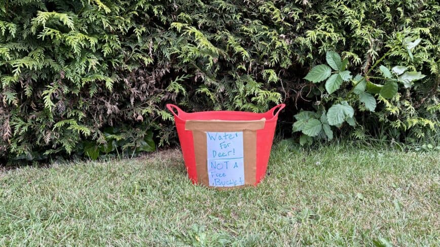 Free bucket!
