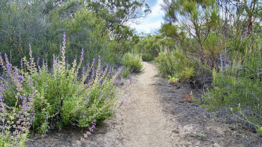 Mount Laguna to Hauser Creek